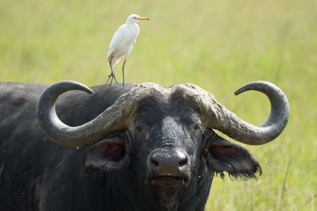 A white bird perched upon a water buffalo on safari